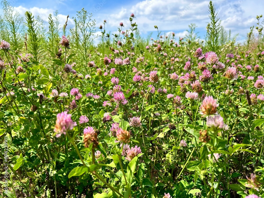 photo of blooming meadow clover on a bright summer day photo of blooming meadow clover on a bright summer day