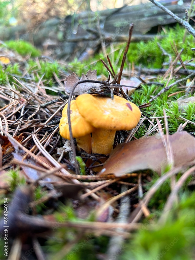 chanterelle mushrooms in the forest among the moss. concept of collecting organic mushrooms and berries