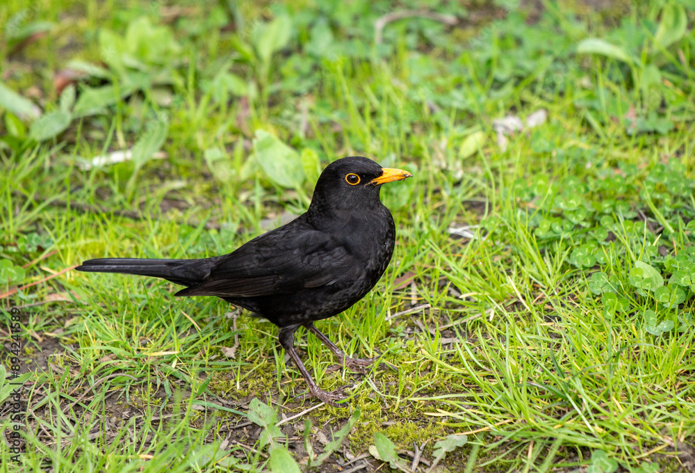 Bird blackbird in nature in spring Bird blackbird in nature in spring