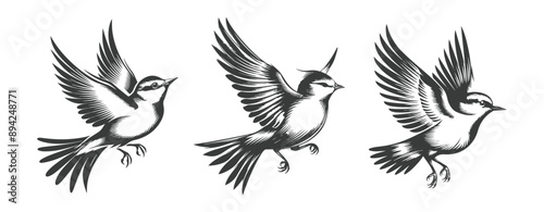 Black and white bird with wings spread out in flight isolated ,generative ai