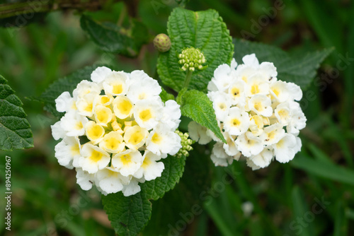 flowers in the garden