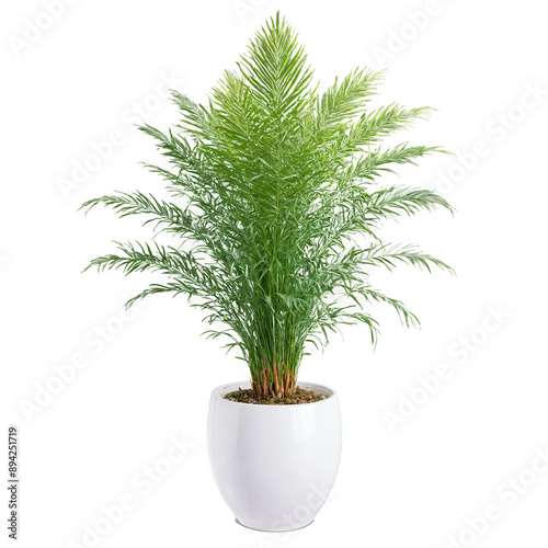 Parlor Palm compact plant with green feathery fronds in a white ceramic pot