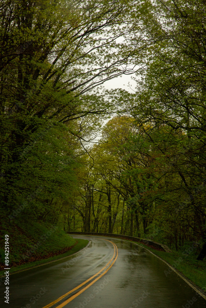 Fototapeta premium National Park lush green forest with a path in the month of May