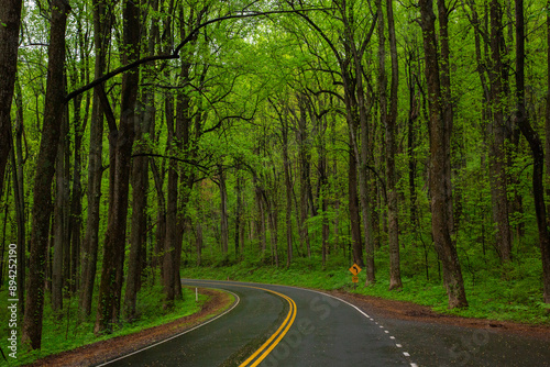 National Park lush green forest with a path in the month of May