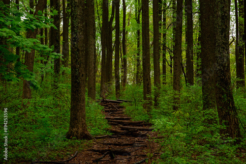 National Park lush green forest with a path in the month of May