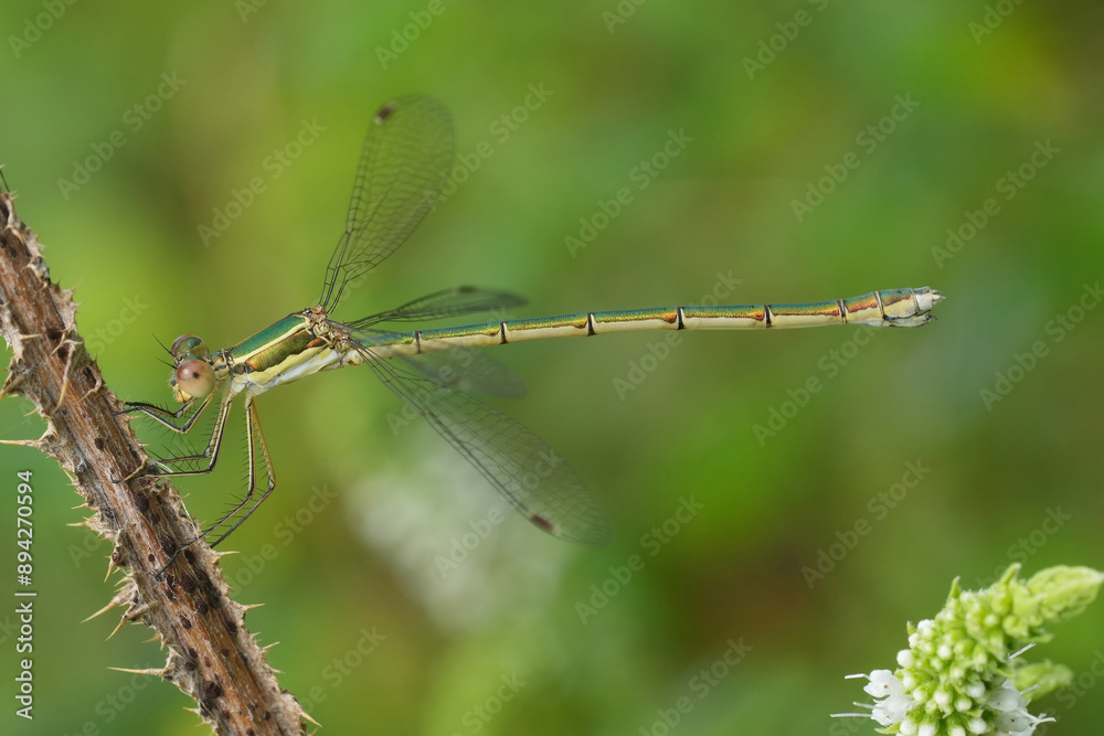Closeup on a European metallic green small rush or Small Spreadwing damselfly, Lestes virens, perched in vegetation Closeup on a European metallic green small rush or Small Spreadwing damselfly, Lestes virens, perched in vegetation