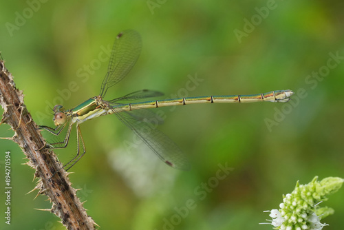 Closeup on a European metallic green small rush or Small Spreadwing damselfly, Lestes virens, perched in vegetation