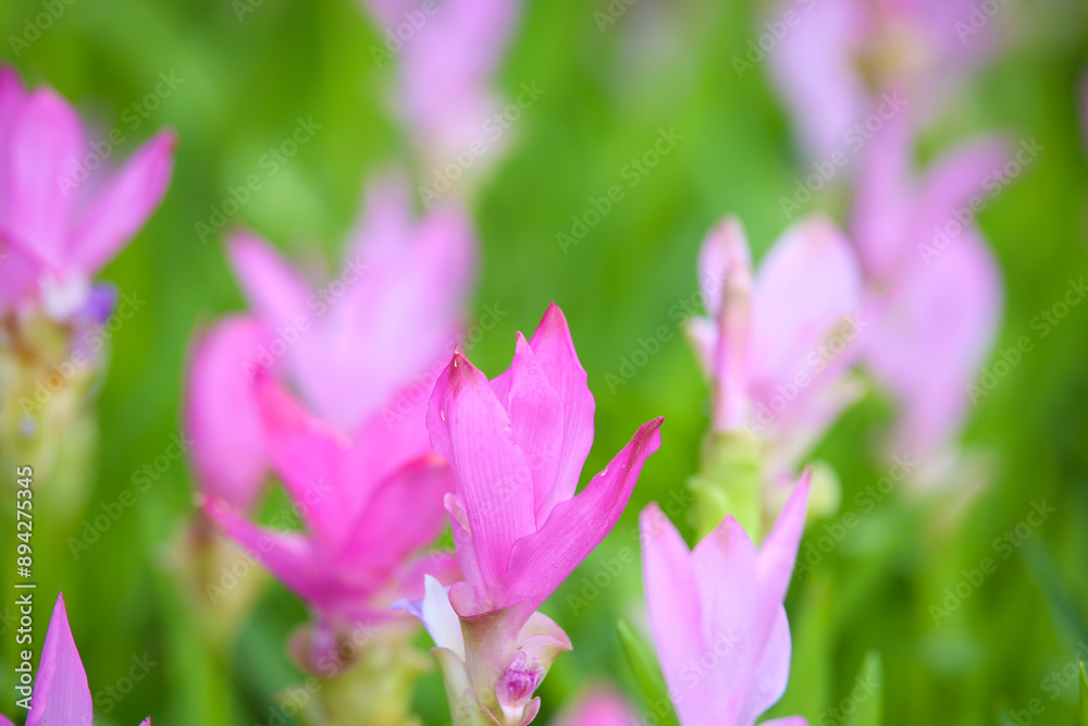 Soft Focus Pink Siam Tulip, Beautiful pink Krachiao flowers in forest national park (called Pa Hin Ngam) in Thailand. Soft Focus Pink Siam Tulip, Beautiful pink Krachiao flowers in forest national park (called Pa Hin Ngam) in Thailand.