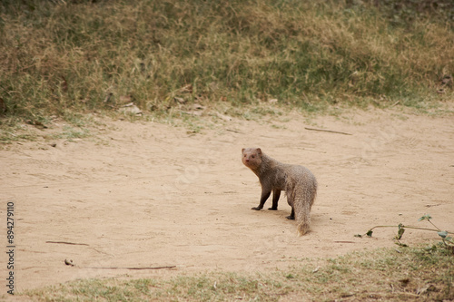 Indian grey mongoose or Asian grey mongoose (Urva edwardsii) photo