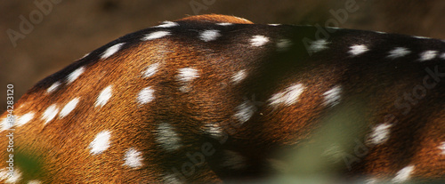 Bild auf Leinwand The chital or cheetal, spotted deer, chital deer, axis deer skin Close Up
