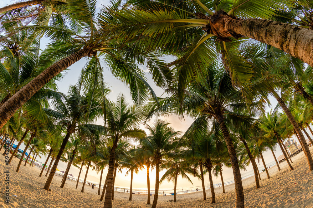 Fototapeta premium My Khe Beach with palm tree forest