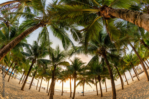 My Khe Beach with palm tree forest