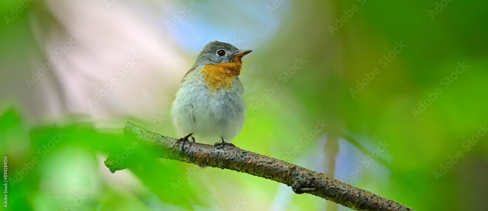 Red-breasted flycatcher // Zwergschnäpper (Ficedula parva) Red-breasted flycatcher // Zwergschnäpper (Ficedula parva)