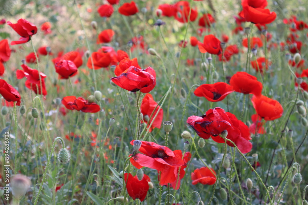 Obraz premium Red poppy flowers on the meadow
