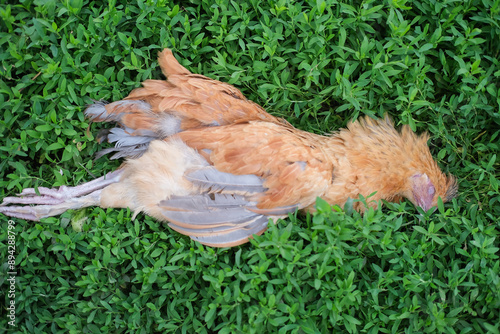 Chicken dying on poultry farm lies on green grass used as illustrations in agriculture. Dead poultry lies lifeless on ground. photo