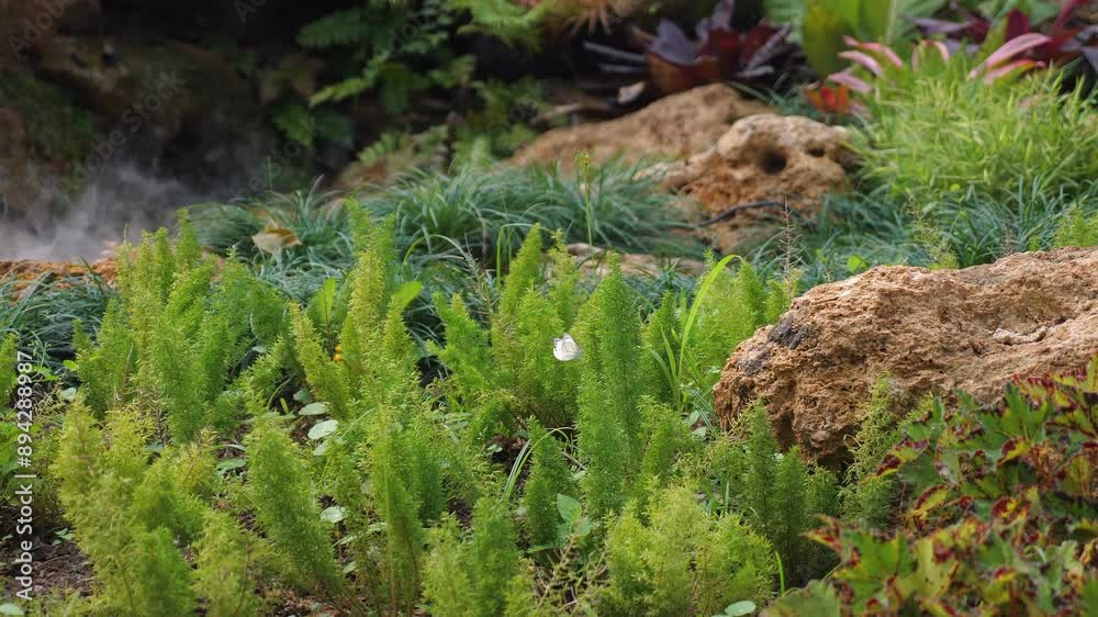 Lush green plants and rocks in serene garden, showcasing natural outdoor environment and landscape design. Nature and Tranquility Lush green plants and rocks in serene garden, showcasing natural outdoor environment and landscape design. Nature and Tranquility