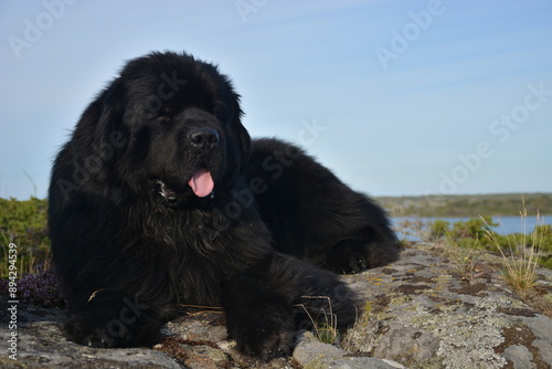 Big black newfoundland dog on the beach