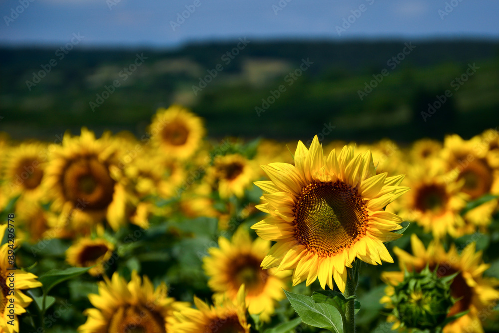 Fototapeta premium field of sunflowers
