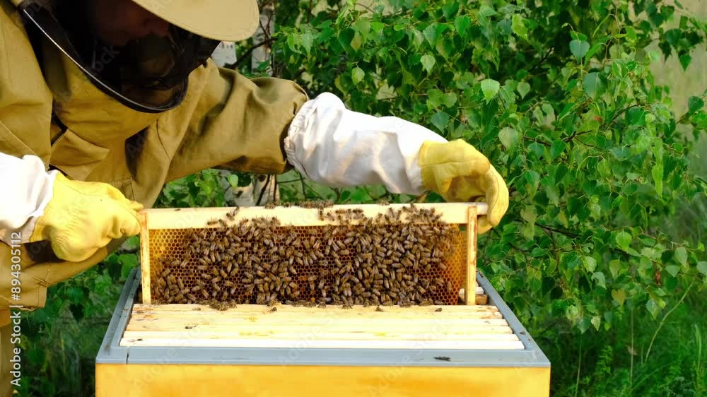 A beekeeper, a woman in a protective suit against bee stings, holds a frame with honey from a bee hive in her hands. Beekeeping, care of the hive A beekeeper, a woman in a protective suit against bee stings, holds a frame with honey from a bee hive in her hands. Beekeeping, care of the hive