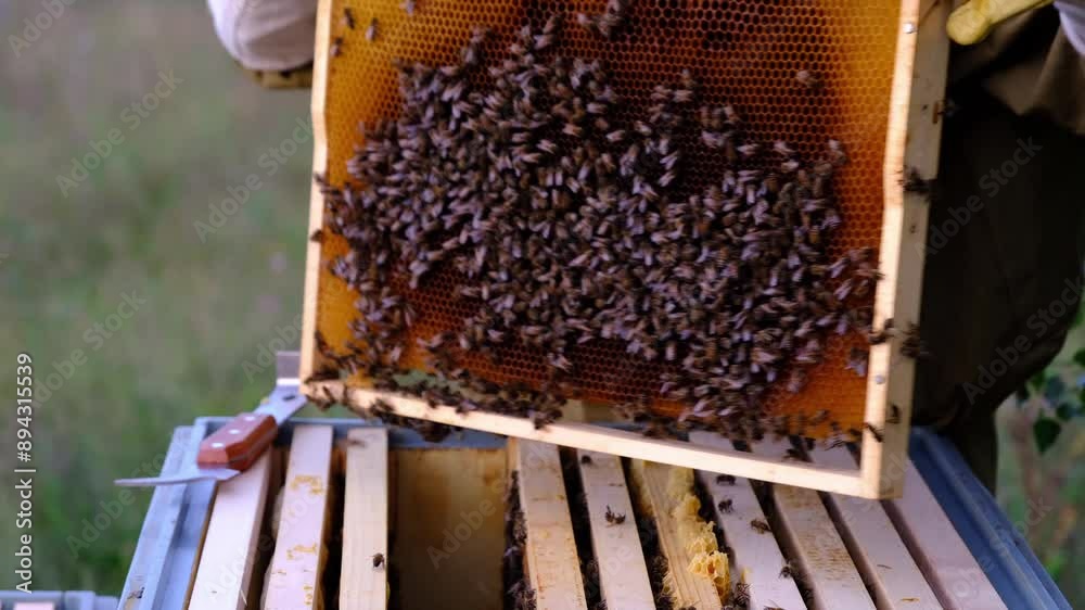 A beekeeper, a woman in a protective suit against bee stings, holds a frame with honey from a bee hive in her hands. Beekeeping, care of the hive A beekeeper, a woman in a protective suit against bee stings, holds a frame with honey from a bee hive in her hands. Beekeeping, care of the hive
