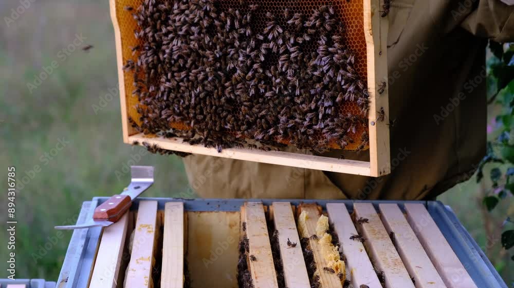 A beekeeper, a woman in a protective suit against bee stings, holds a frame with honey from a bee hive in her hands. Beekeeping, care of the hive A beekeeper, a woman in a protective suit against bee stings, holds a frame with honey from a bee hive in her hands. Beekeeping, care of the hive