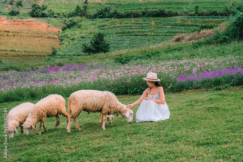 Sheep fields on the top of a mountain in Chiang Mai Province, Thailand. photo