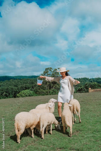 Sheep fields on the top of a mountain in Chiang Mai Province, Thailand. photo