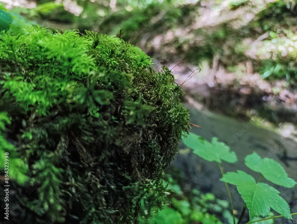 Macro - Forest - Europe, Romania, Suceava region Macro - Forest - Europe, Romania, Suceava region