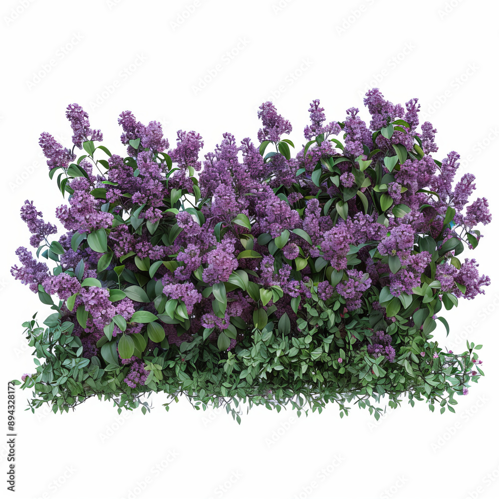 Lilacs and green plants form a beautiful hedge. This high-quality cutout is perfect for landscaping and can be used for professional compositions. Lilacs and green plants form a beautiful hedge. This high-quality cutout is perfect for landscaping and can be used for professional compositions.