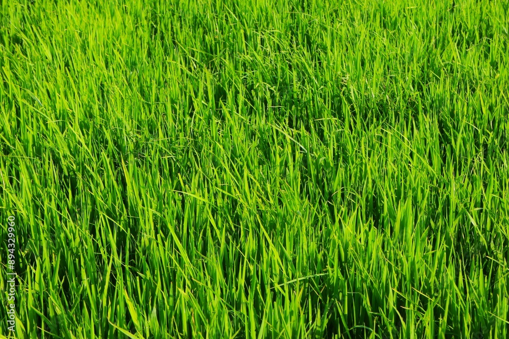 Background of a green grass. Green grass texture Green grass texture from a field. Background of a green grass. Green grass texture Green grass texture from a field.