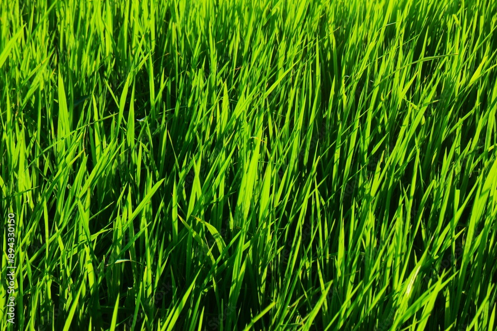 Background of a green grass. Green grass texture Green grass texture from a field. Background of a green grass. Green grass texture Green grass texture from a field.