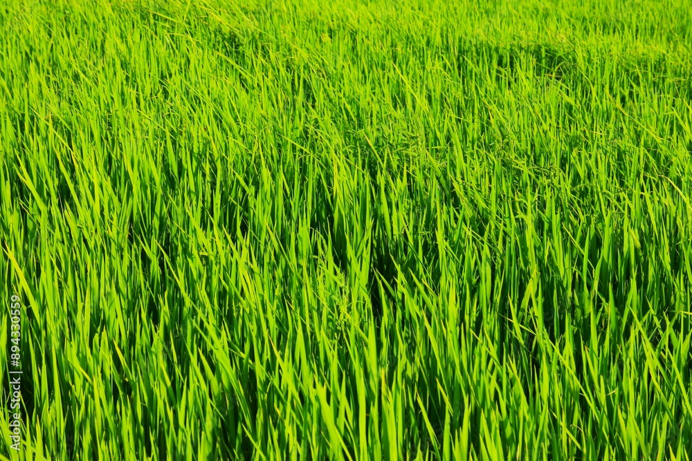 Background of a green grass. Green grass texture Green grass texture from a field.