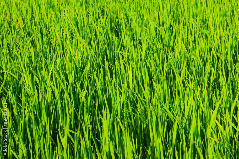 Background of a green grass. Green grass texture Green grass texture from a field. Background of a green grass. Green grass texture Green grass texture from a field.