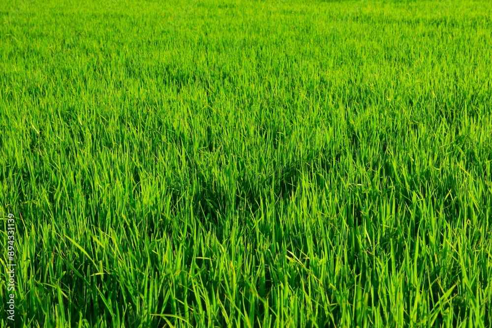 Background of a green grass. Green grass texture Green grass texture from a field. Background of a green grass. Green grass texture Green grass texture from a field.