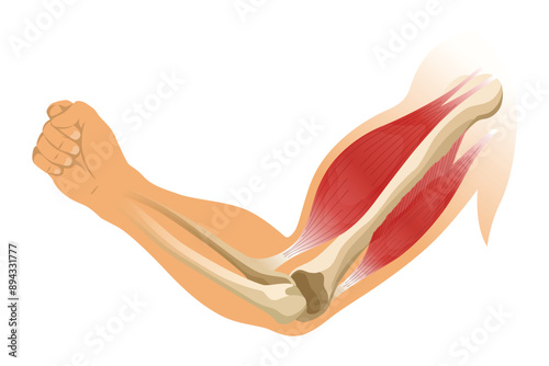 Arm muscle biceps with skeleton. Muscle tension of human hand on white background. Bones and joints in male silhouette. Medical vector illustration of hand for clinic or hospital