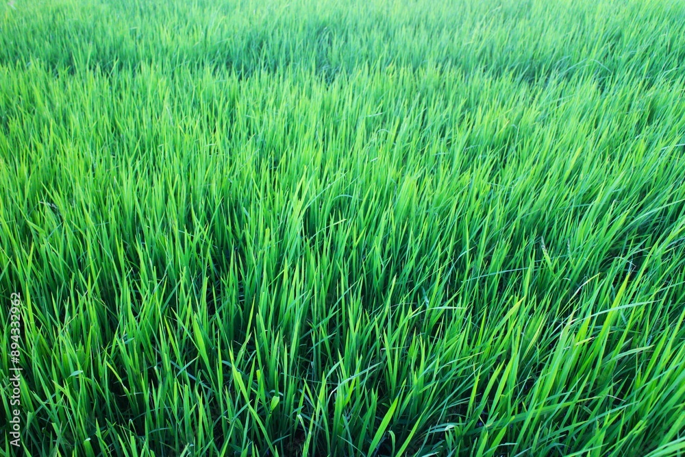 Background of a green grass. Green grass texture Green grass texture from a field. Background of a green grass. Green grass texture Green grass texture from a field.