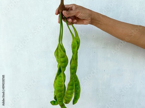 Hand's of woman holding stink beans or Parkia speciosa Hassk. Fresh vegetable photo