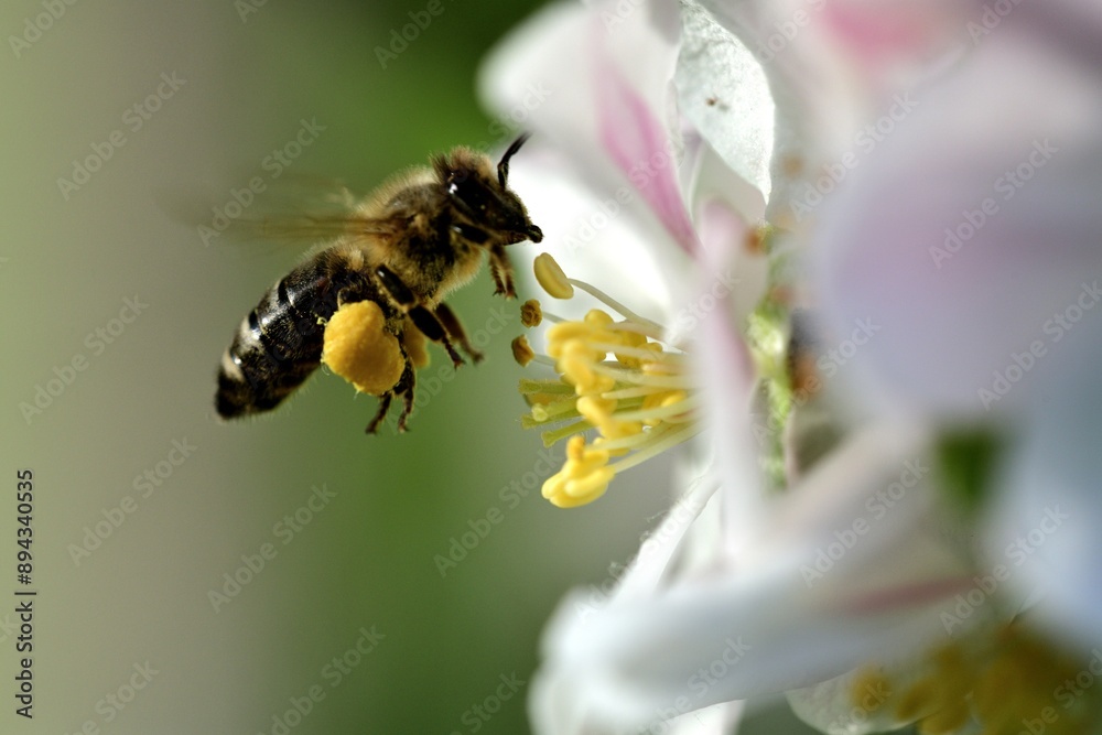 Bee collects pollen from a white flower in apple garden Bee collects pollen from a white flower in apple garden