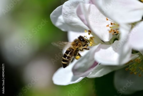 Obraz na płótnie Honey bee flies on blooming apple flower and collecting pollen w salonie