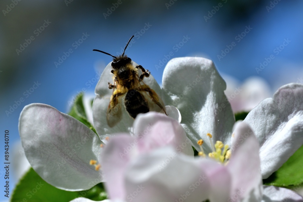 Macrophotography of bee polinating the white flower of the fruit tree