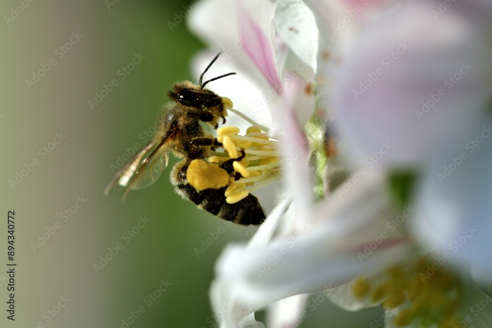 Bee collects pollen from a white flower in apple garden