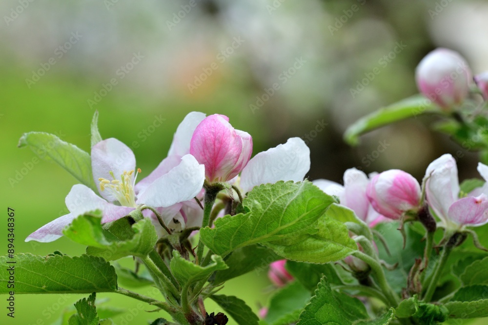 Detail of a blooming flower on an apple tree in the spring
