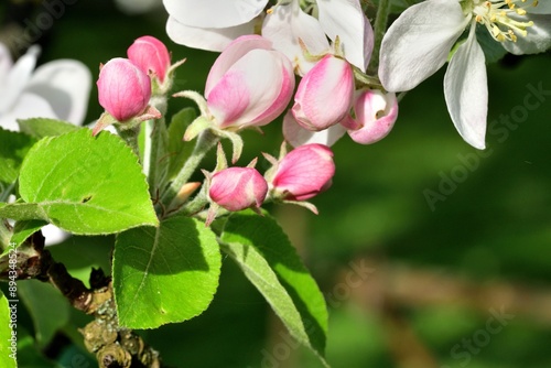 Obraz na płótnie Detail of a blooming flower on an apple tree in the spring w salonie