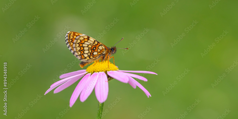 red butterfly on pink daisy, Transcaucasian fritillary, Melitaea caucasogenita