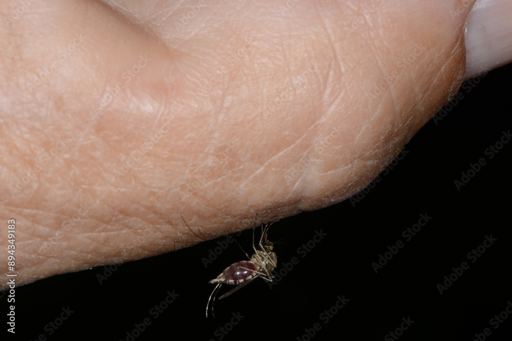 Obraz premium Gemeine Stechmücke, Culex pipens