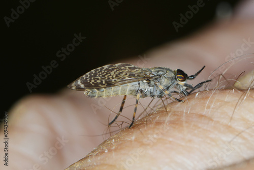 Regenbremse,  Regenbogenbremse, Haematopota pluvialis photo