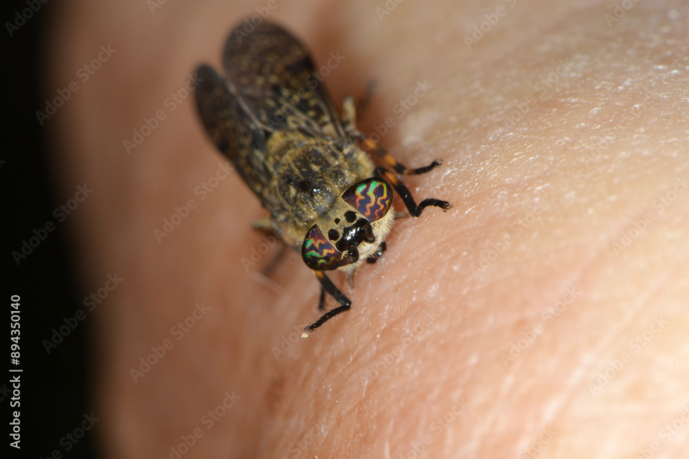 Naklejka premium Regenbremse, Regenbogenbremse, Haematopota pluvialis