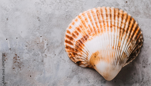 Seashell on gray cement surface backdrop. Natural element. Top view. Close-up. Flat lay.