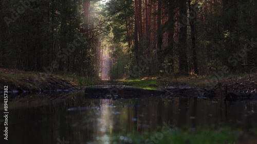 Sunlight filters through the dense foliage of a forest, creating a dappled effect on the forest floor. A small puddle of water reflects the light, creating a tranquil and magical atmosphere