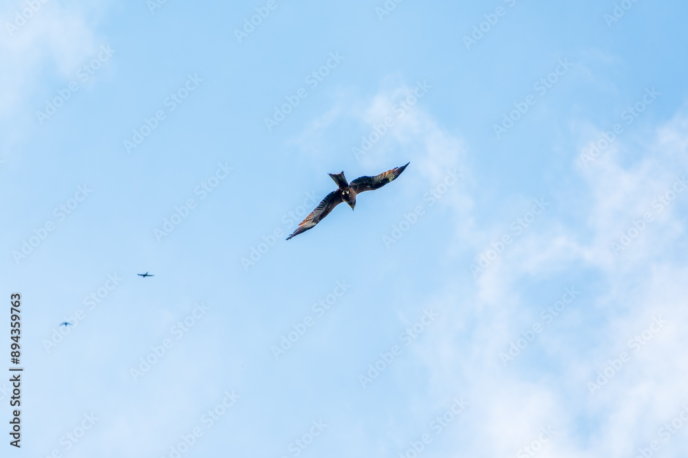 The bird of prey Black Kite flying in blue Sky The bird of prey Black Kite flying in blue Sky